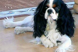 Pies cavalier king charles spaniel